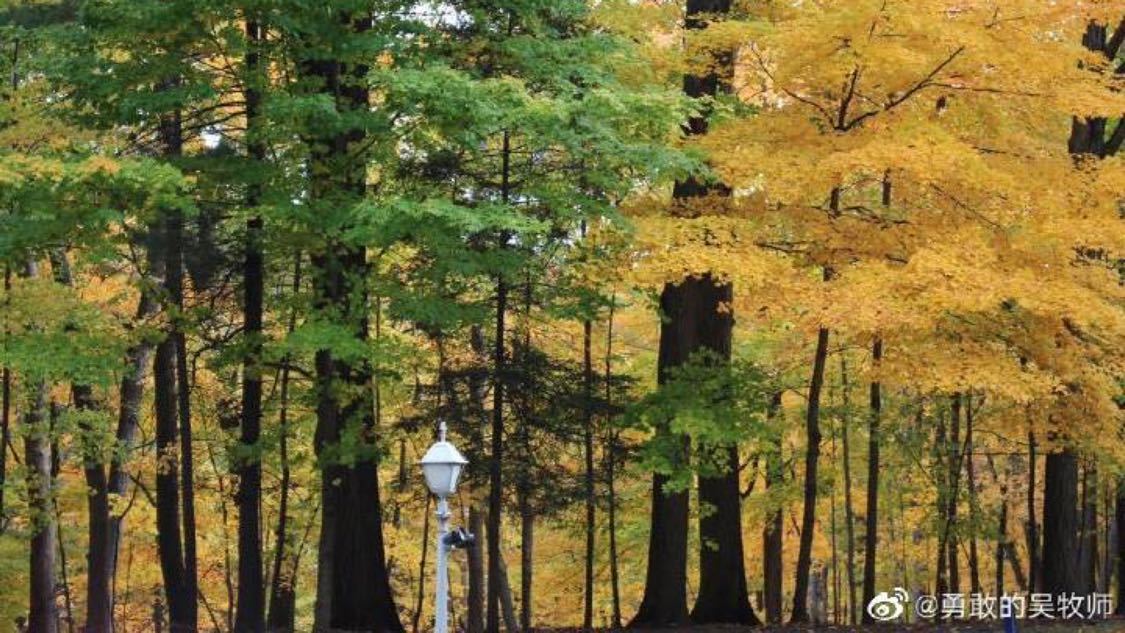 抖音赞在线自助下单网站：社交媒体互动提升策略研究指南